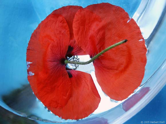 Roter Mohn II      30mal40cm  50€