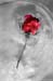 Kleine rote  Rose II  30mal45cm   90€