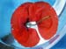Roter Mohn II 30mal40cm 50