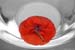 Roter Mohn III 30mal45 70 