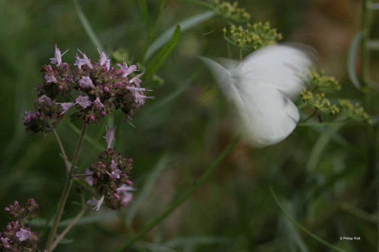 06Schmetterling im Anflug